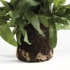 Plum & Post Echeveria Fern Artificial Plant Drop-In - 3 of 4