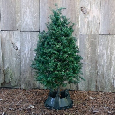 Live Michigan Douglas Fir Fresh Cut Christmas Tree - National Plant Network