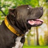 Country Brook Petz 1 1/2 Inch Martingale Dog Collar - Summer Breeze Collection - 2 of 4