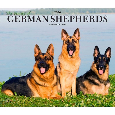 Stargifts 2024 Wall Calendar 12x14 The Beauty Of German Shepherds   GUEST 103dbe32 D15d 4988 8800 Edf70a914b89