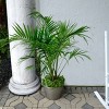 National Plant Network Live Indoor/Outdoor Majesty Palm Plant - 1ct 2.5qt - 4 of 4