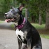 Country Brook Petz HossFit Jr Wide Martingale Dog Collar - Attitude Collection - 2 of 4