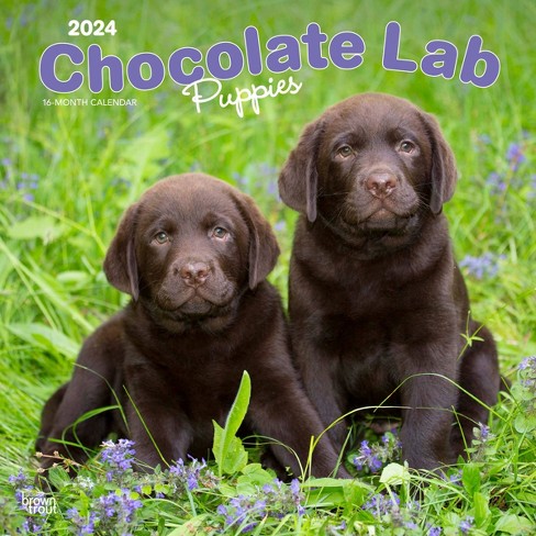 labrador retriever chocolate