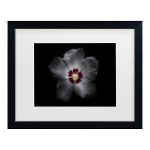 Trademark Fine Art - Brian Carson Backyard Flowers 77 Matted Framed Art - 1 of 4