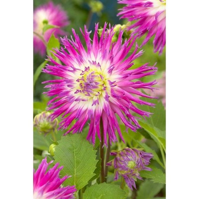 5ct Bulbs - Dahlias - Veritable - Van Zyverden