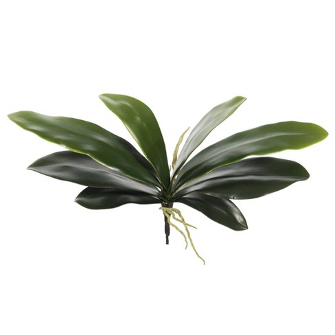 vickerman orchid