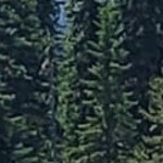 regis barnwood grey narrow