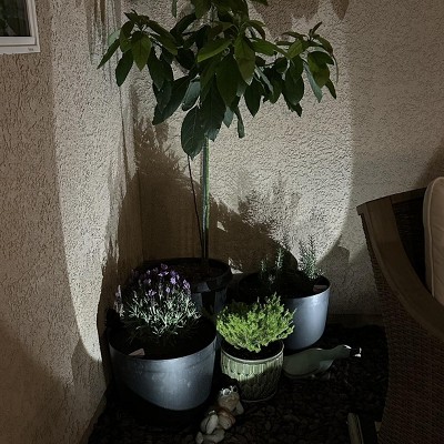Guest review image 1 of 1, zoom in