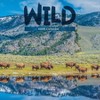 TF Publishing 13.5"x14.5" 2026 Wild Wall Calendar - 2 of 4