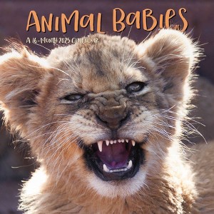 Trends International 2025 Animal Babies Wall Calendar: Monthly, 12x12 Inches, Multicolored, Saddle Stitch Binding - 1 of 4