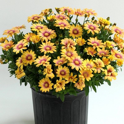 3pc African Daisy Blushing Beauty - National Plant Network