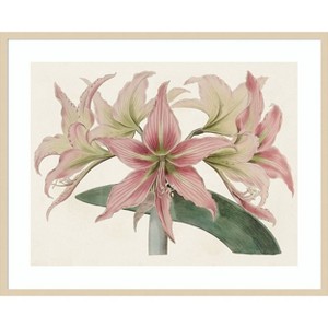 Amanti Art Amaryllis Varietals I by Bette Ridgeway Wood Framed Wall Art Print - 1 of 4