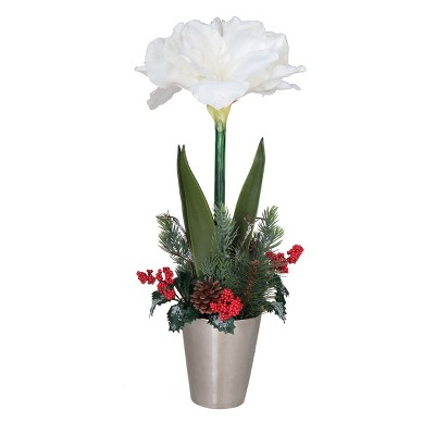 Gallerie II Holiday Amaryllis in Pot