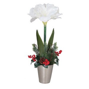 Gallerie II Holiday Amaryllis in Pot - 1 of 1