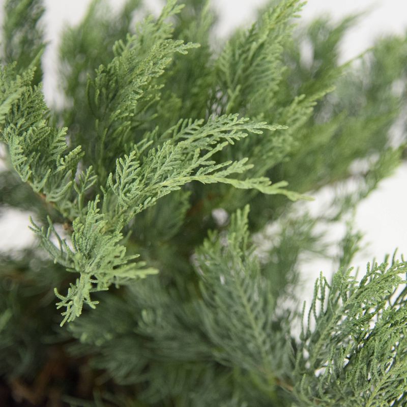 2.25gal Owl Juniper Plant Gray - National Plant Network, 5 of 6