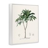 Stupell Industries Vintage Palm Study Framed Giclee Art, White, 24" x 30" - 2 of 4