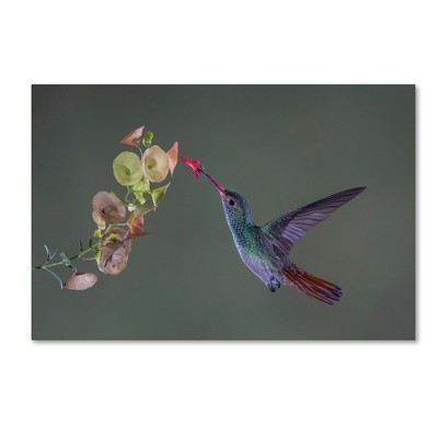 Greg Barsh 'Stretch' Hummingbird Canvas Wall Art 22'' x 32''