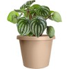 The HC Companies Indoor/Outdoor Round Plastic Classic Planter - 2 of 4