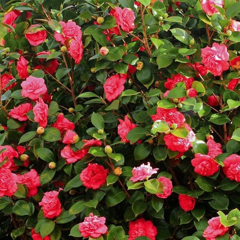 red camellia plant