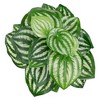Allstate Floral Peperomia Watermelon Leaves Artificial Spray  - 12" - Green - 3 of 4