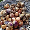 Van Zyverden 45ct Bulbs Narcissus Tulip Muscari Spring Blooming Patio Kit - 3 of 4