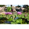 Aquascape Pond Aquatic Plant Potting Media, 432 Cubic Inches - 4 of 4