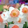 Touch Of ECO Pink Charming Daffodil Flower Bulbs - image 3 of 4