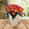 Live 6" Potted Pelee Mum Plant - Spritz™ - 2 of 4
