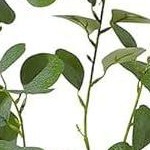 7ft | white pot