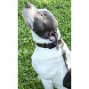 Country Brook Petz American Made Deluxe Nylon Dog Collar - 3 of 4