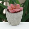Unique Bargains Artificial Plants Mini Graptoveria in Pulp Plastic 2.36"x2.36"x3.15" 1 Pcs - 2 of 4
