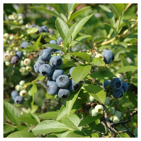 Bluberry 'tift' 1pc - National Plant Network U.s.d.a Hardiness Zone 7-9 ...