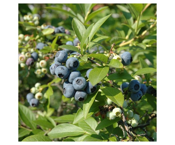 Bluberry 'Tift' 1pc - Cottage Hill U.S.D.A Hardiness Zone 7-9 - 2.5 Quart