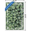 Trends International Cactus - Group Framed Wall Poster Prints - 3 of 4
