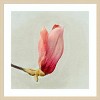 Amanti Art Magnolia Bud I by Katie Oshea Framed Wall Art Print - 4 of 4