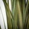 Sullivans Artificial 33" 33" Potted Grass - 2 of 4