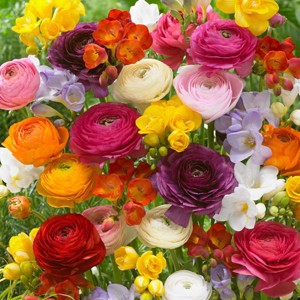75ct Grand Freesia & Ranunculus Blend Bulbs - Van Zyverden - 1 of 4