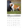 Willow Creek Press 2026 Bulldog Bad Boys Wall Calendar - 3 of 4