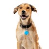 Nite Ize WearAbout Pet Clippable Tracker Holder - Compatible with Apple AirTag - Pet Tracker Keychain & Carabiner Clip - Lightweight - Blue (2 Pack) - 4 of 4