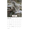Trends International 2026 Wolves 12"x12" Wall Calendar - 2 of 4