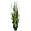 Green Evergold Grass Potted UV - 4 of 4