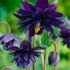 Van Zyverden 5ct 'Black Barlow' Columbine Root Dark Purple - 2 of 4
