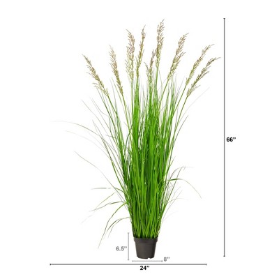 Elegant Fountain Plume Grass in Decorative Pot - 5.5ft