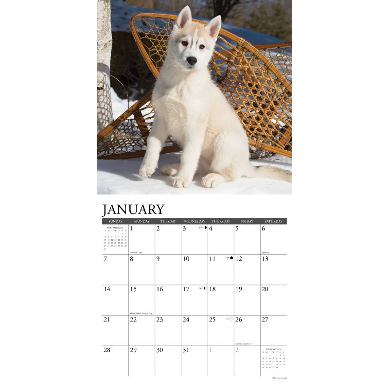Willow Creek Press 2024 Wall Calendar 12&#34;x12&#34; Just Siberian Husky Puppies, 3 of 4
