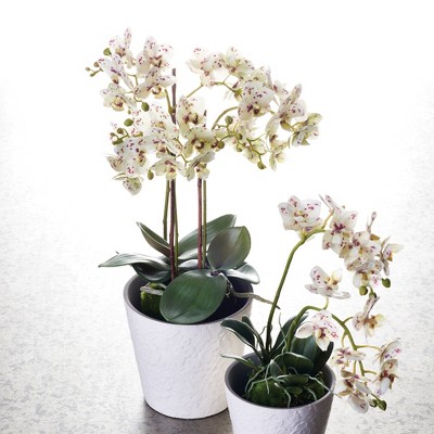 Realistic White and Purple Phalaenopsis Orchid Drop-in 20-Inch