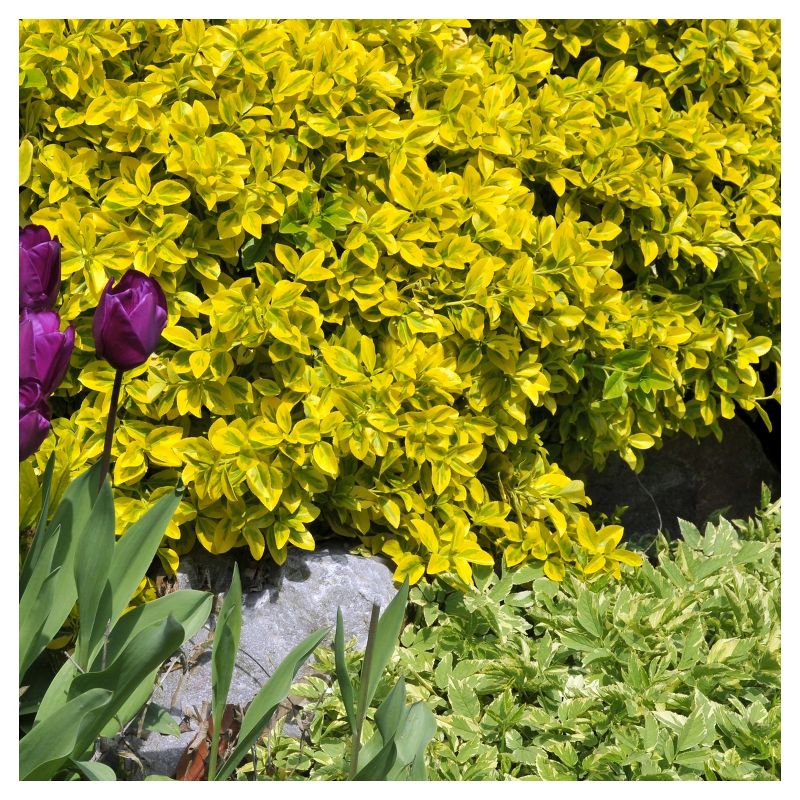 Euonymus &#39;Golden&#39; 1pc in 2.5 Quart Container - National Plant Network - U.S.D.A. Hardiness Zones 6 - 9, 4 of 6