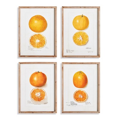 Plum & Post 17.75"W x 1"D x 23.5"H Citrus Study Framed Wall Art Set of 4