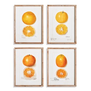 Plum & Post 17.75"W x 1"D x 23.5"H Citrus Study Framed Wall Art Set of 4 - 1 of 3