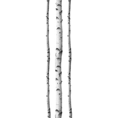Silver Birch Tree Wall Decal Set for Nursery