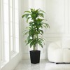 5-6ft UV & Sunproof Artificial Dracaena Tree for Indoor/Outdoor - Faux Silk Plant in Tall Planter, Tall Faux Tree for Home & Garden Decor - 2 of 4